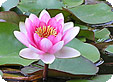 Nymphaea_pre