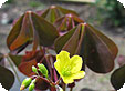 Oxalis_pre