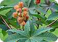 Ricinus_pre