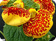 Calceolaria_pre