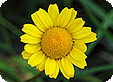 Coleostephus_pre