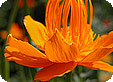 Trollius_pre
