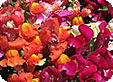 Antirrhinum_pre