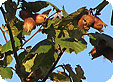Corylus_pre