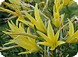Hemerocallis_pre