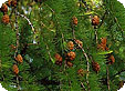 Larix_pre