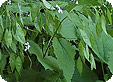 Lunaria_pre