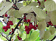 Schisandra_pre