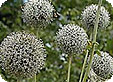 Echinops_pre