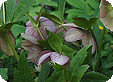 Helleborus_pre