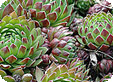 Sempervivum_pre
