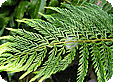 Polystichum_pre