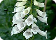 Digitalis_pre