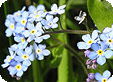 Myosotis_pre