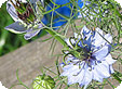Nigella_pre