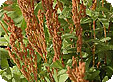 Osmunda_pre