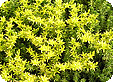 Sedum_pre