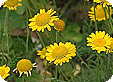 Anthemis_pre