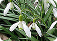Galanthus_pre