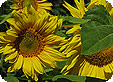 Helianthus_pre