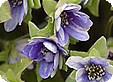 Hepatica_pre
