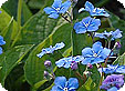 Omphalodes_pre