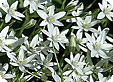 Ornithogalum_pre