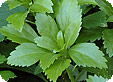 Pachysandra_pre