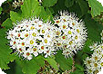Physocarpus_pre