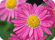 Pyrethrum_pre