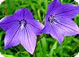 Platycodon_pre