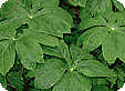 Podophyllum_pre