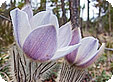 Pulsatilla_pre