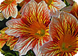 Salpiglossis_pre