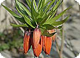 Fritillaria_pre