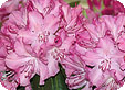 Rhododendron_pre