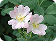 Rosa_pre
