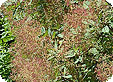 Cotinus_pre