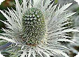 Eryngium_pre