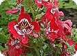 Schizanthus_pre