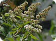 Spiraea_pre