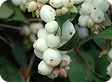 Symphoricarpus_pre