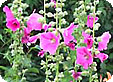 Alcea_pre