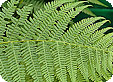 Dryopteris_pre