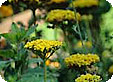 Achillea_pre