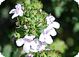 Thymus_pre