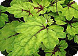 Tiarella_pre