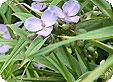 Tradescantia_pre