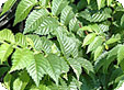 Ulmus_pre
