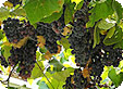 Vitis_pre